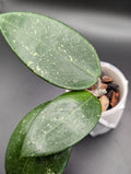 Hoya sp. Vietnam (splash) AH-001