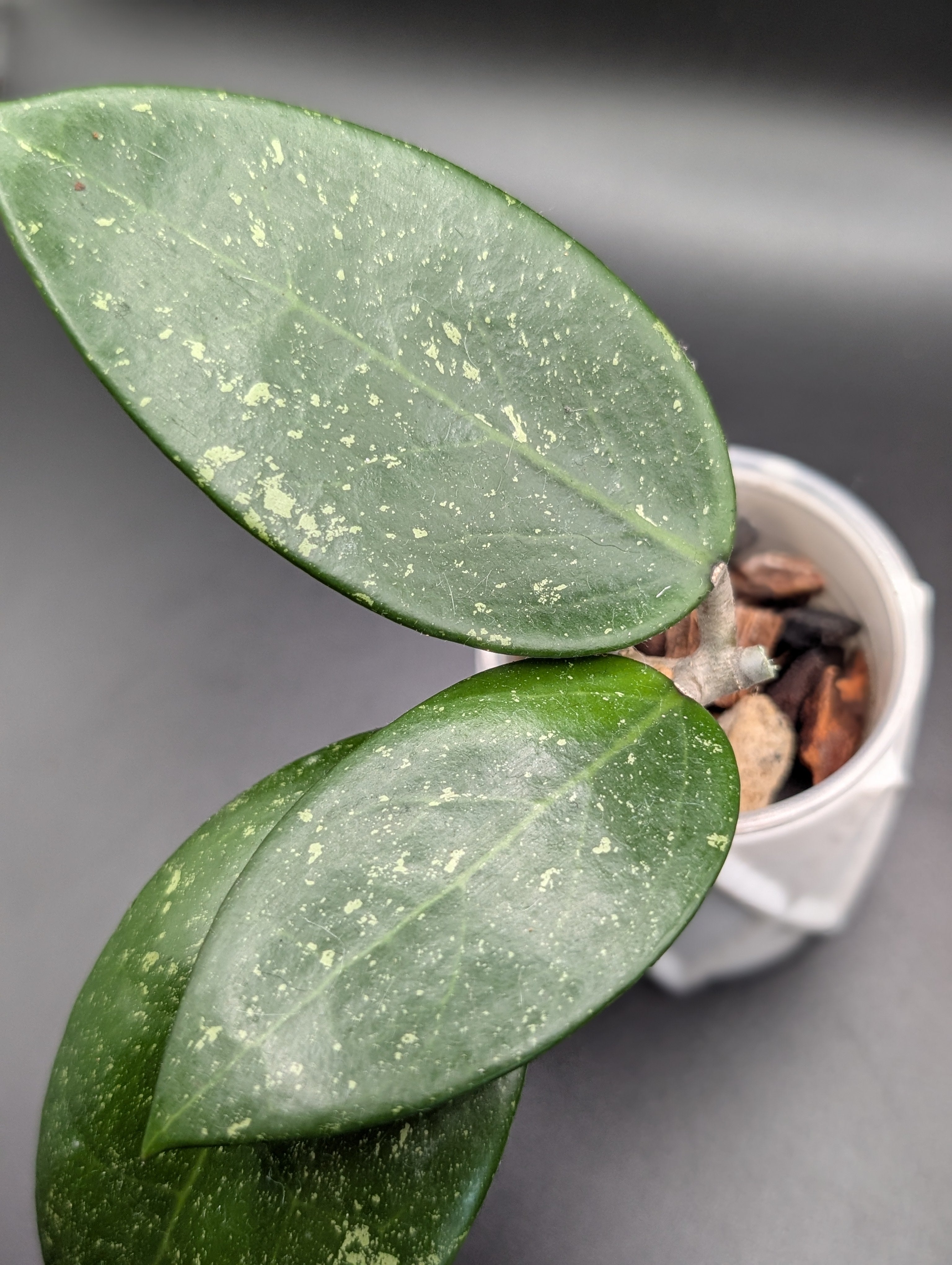 Hoya sp. Vietnam (splash) AH-001