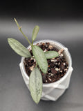 Hoya Lima Silver