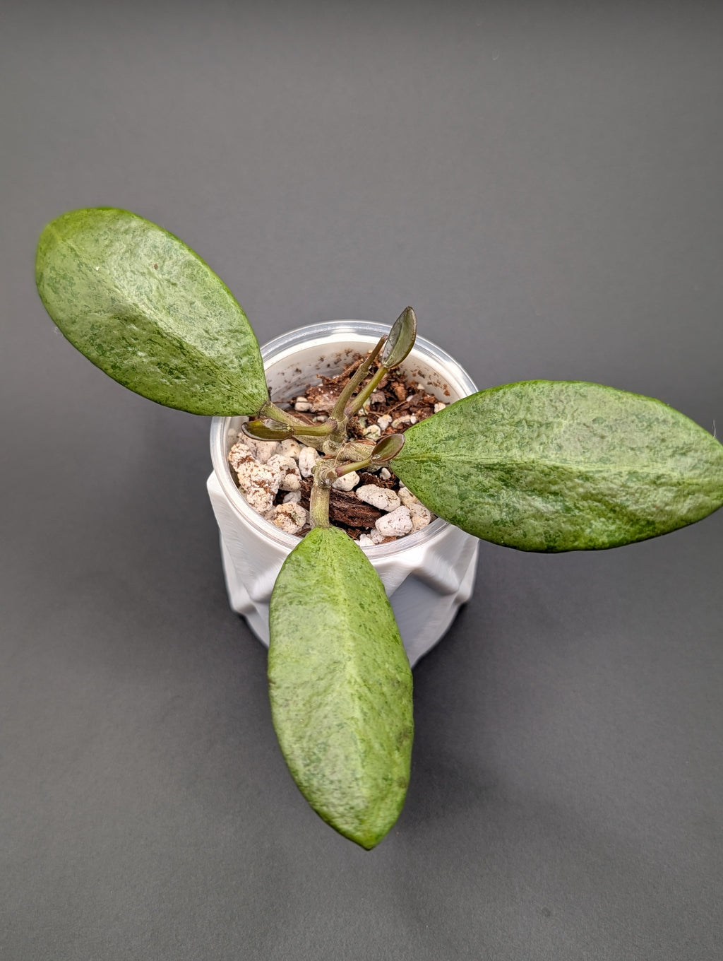 Hoya Silver Lady