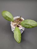 Hoya Silver Lady
