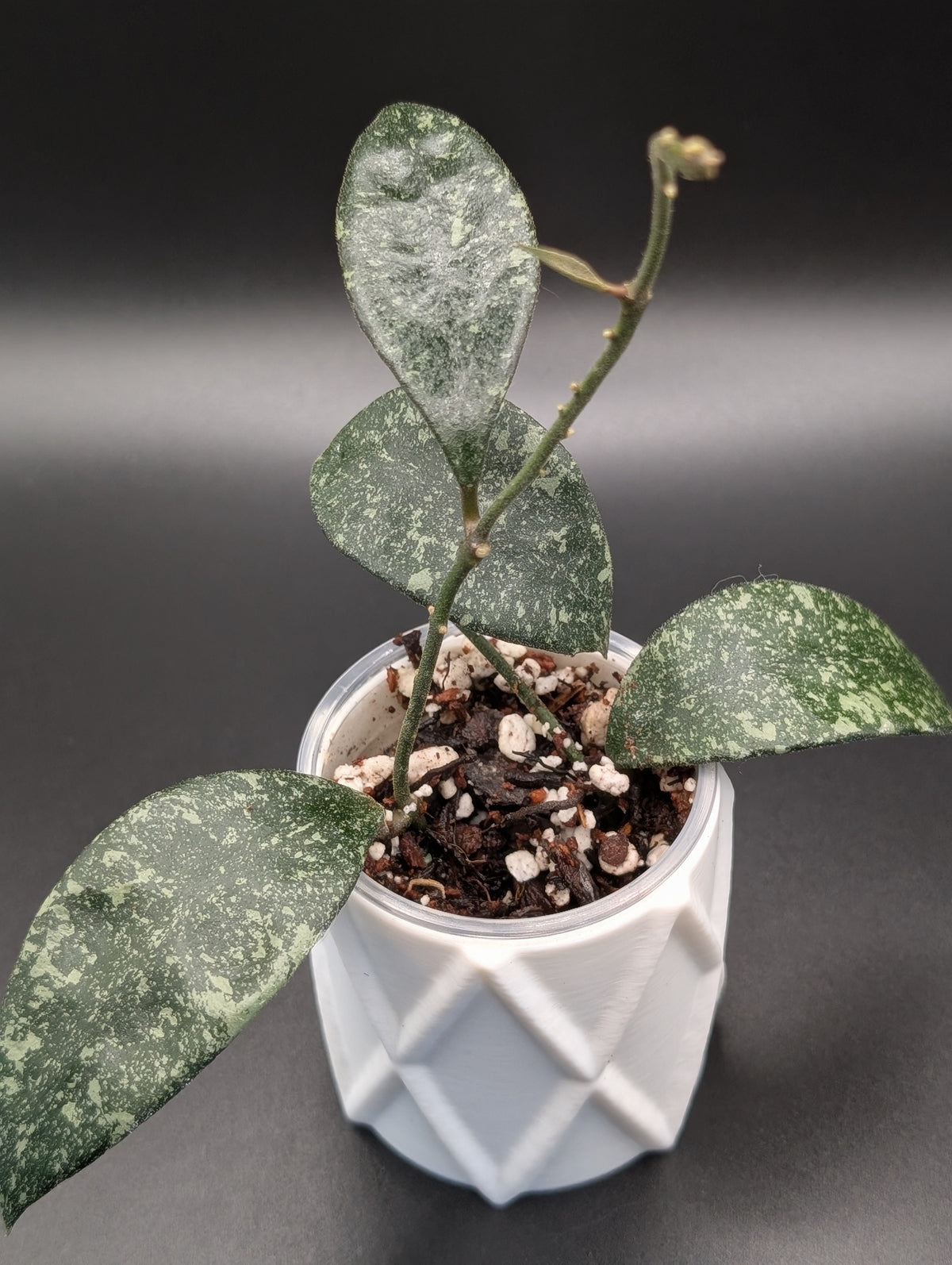 Hoya Micrantha Splash
