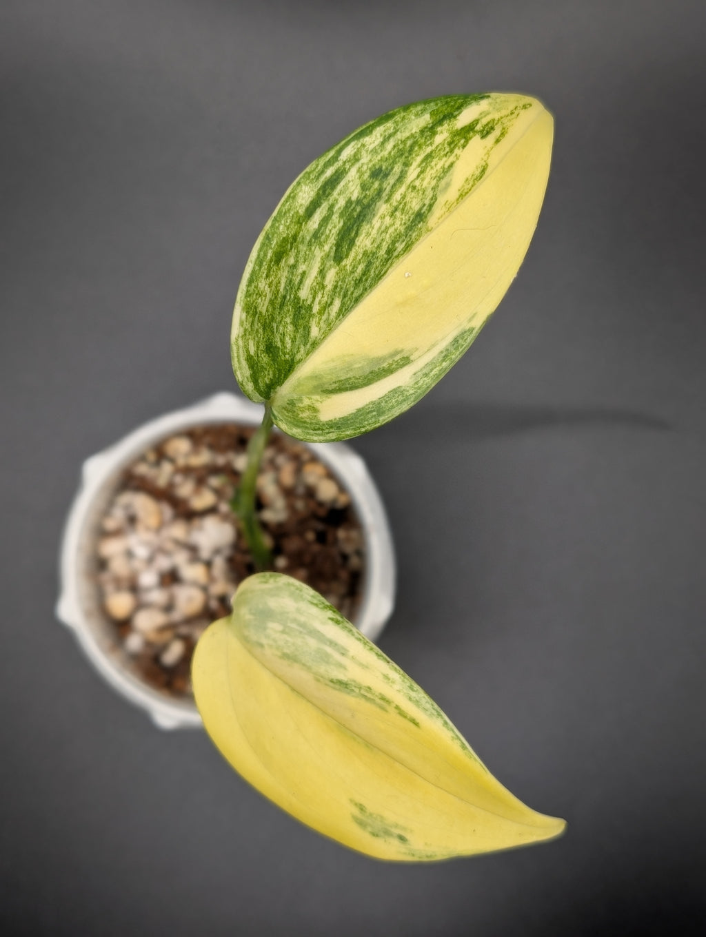 Scindapsus Treubii Moonlight Aurea