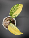 Scindapsus Treubii Moonlight Aurea