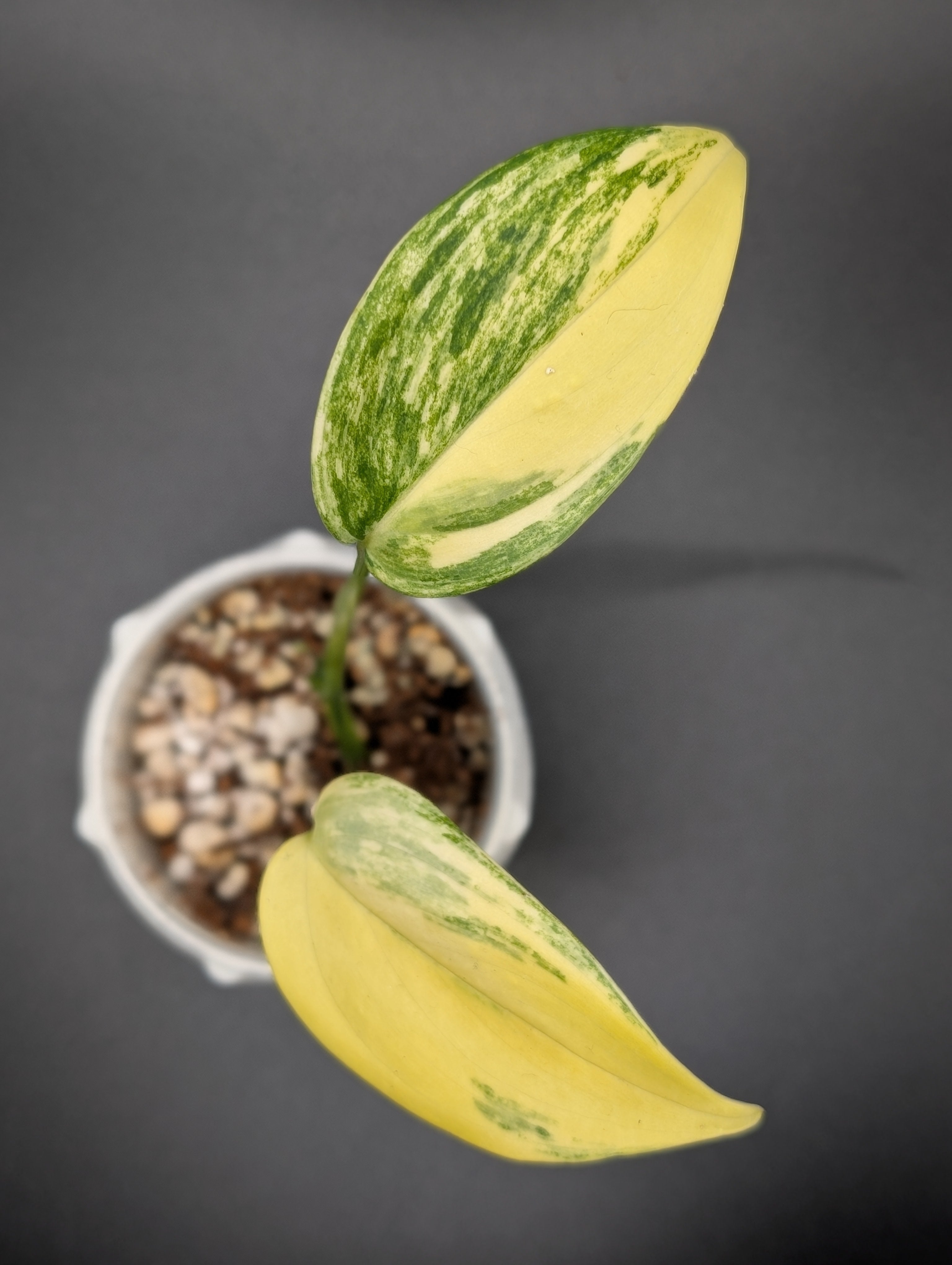 Scindapsus Treubii Moonlight Aurea