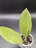 Hoya Menak Sopal Silver