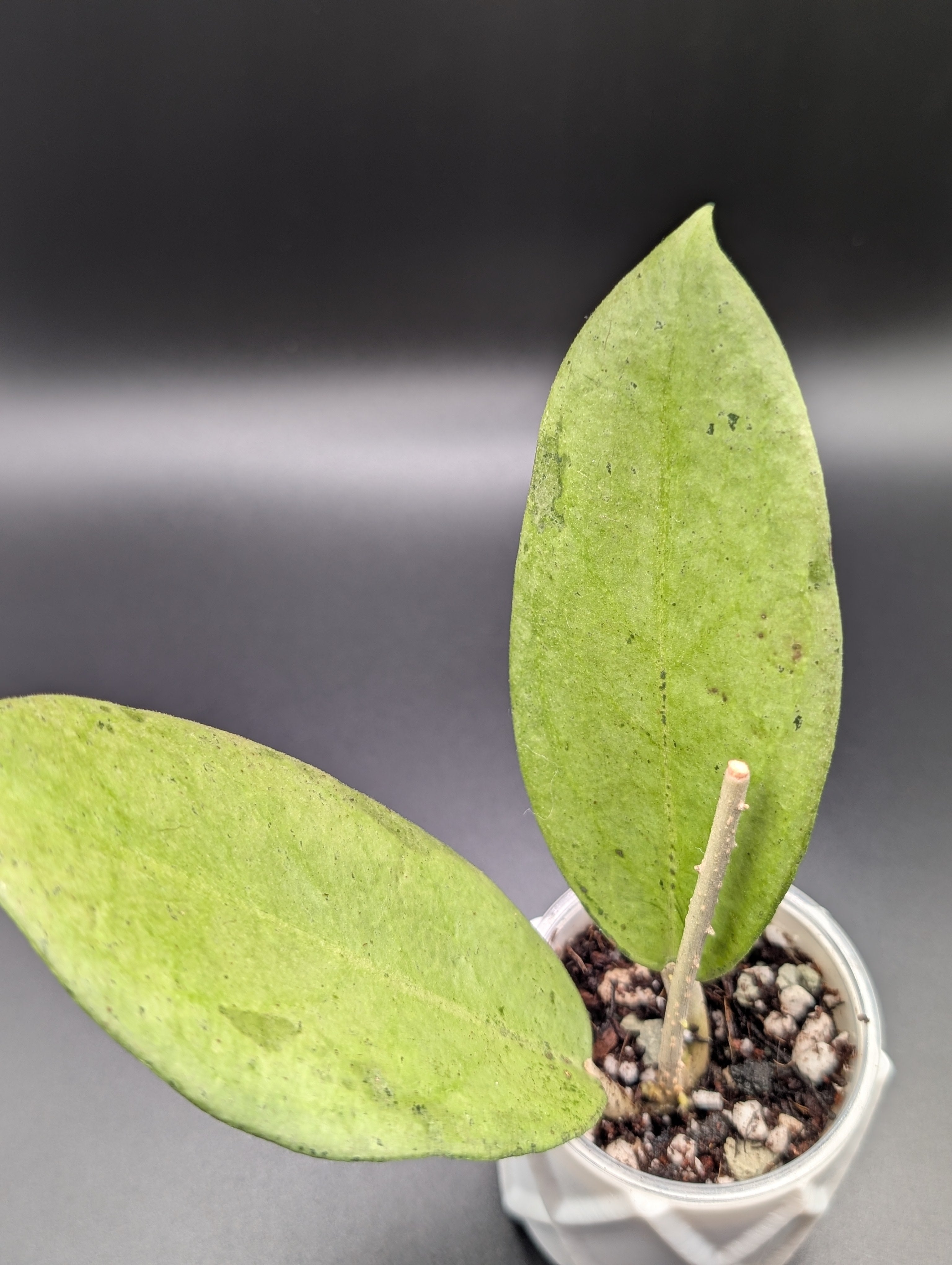 Hoya Menak Sopal Silver
