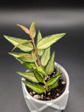 Hoya Bella Luis Bois