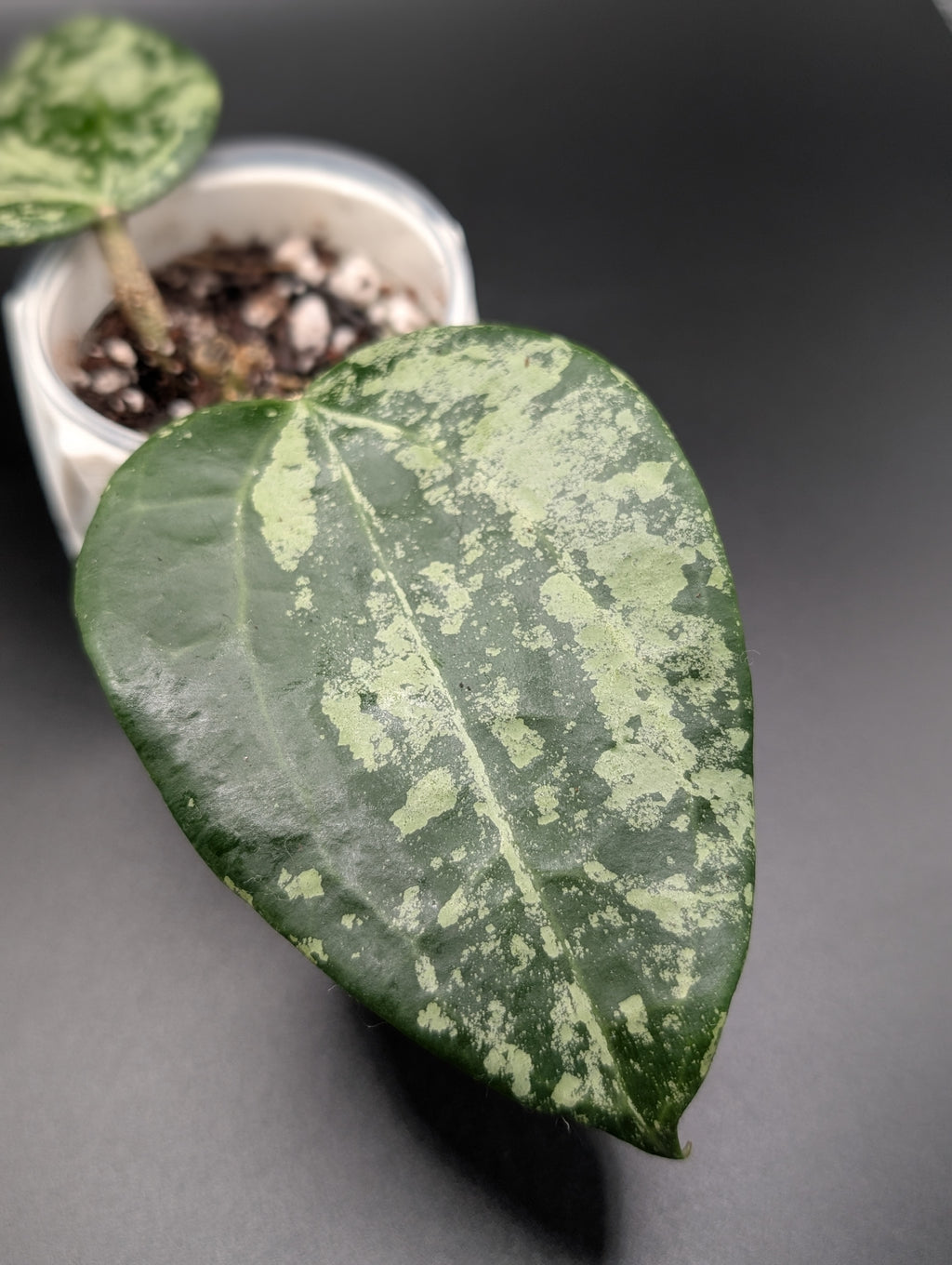 Hoya Latifolia 'MRH' Silver