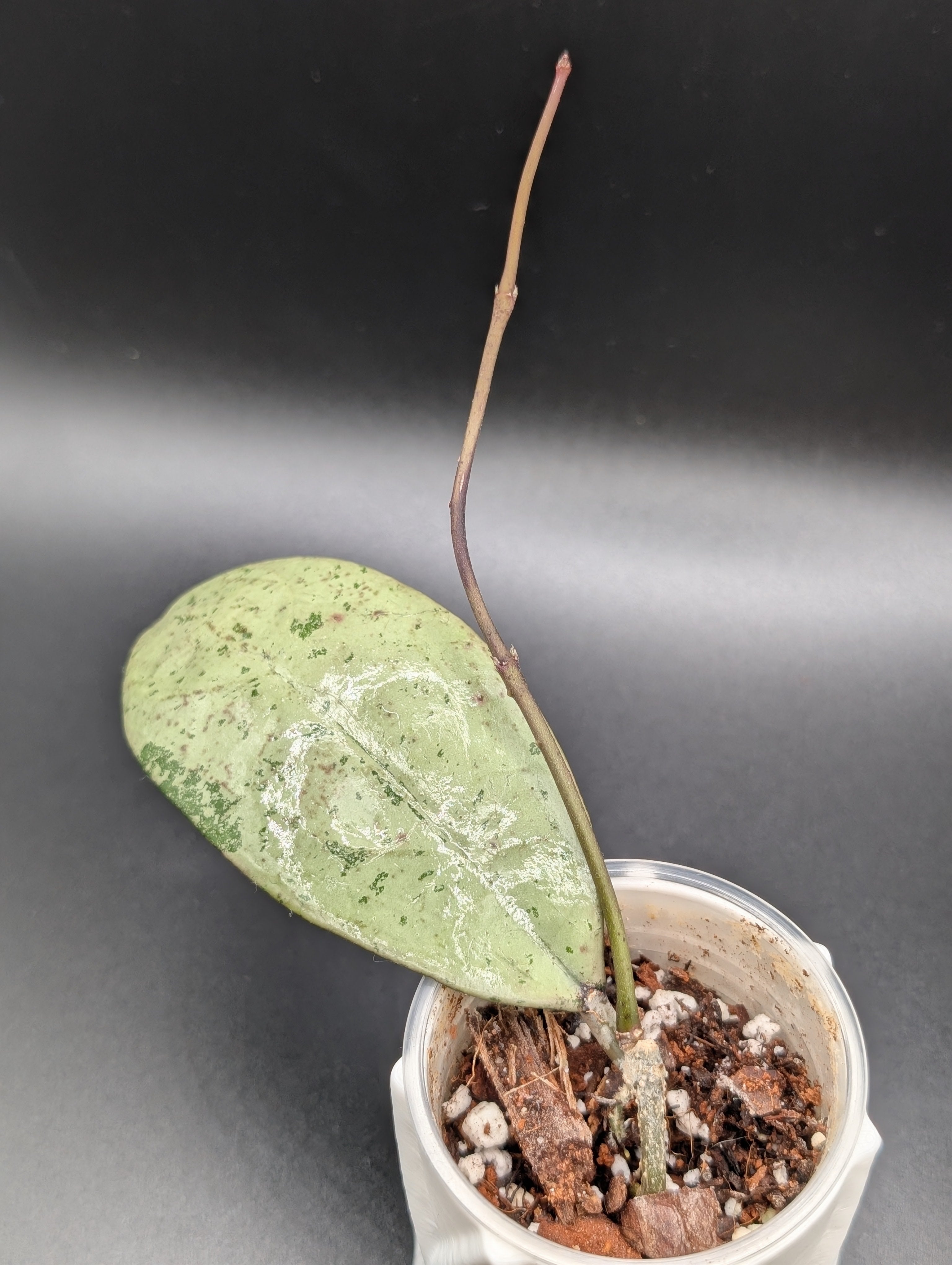 Hoya Meena Silver