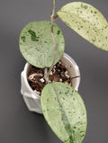 Hoya EX01 Silver