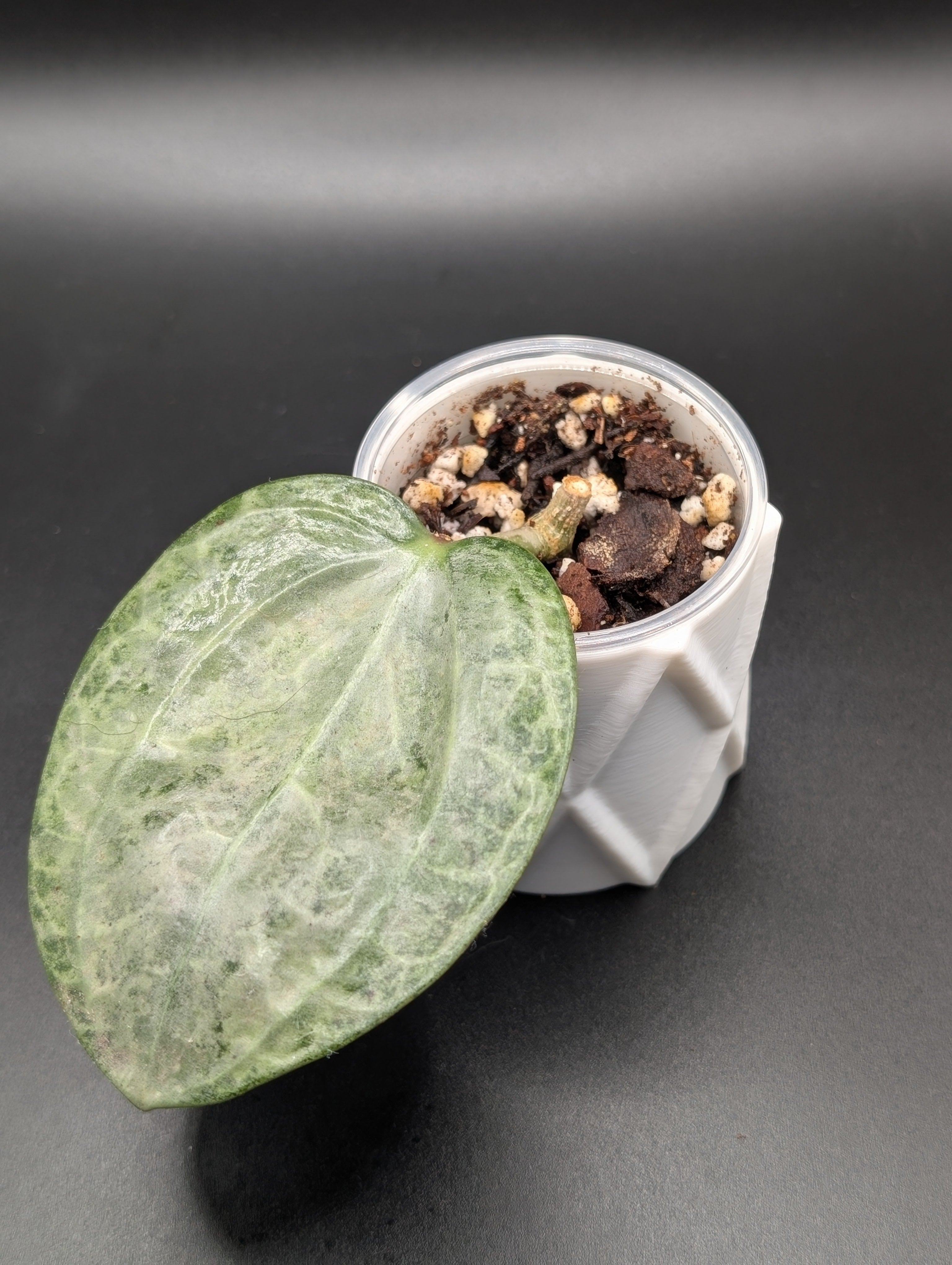 Hoya Latifolia Silver