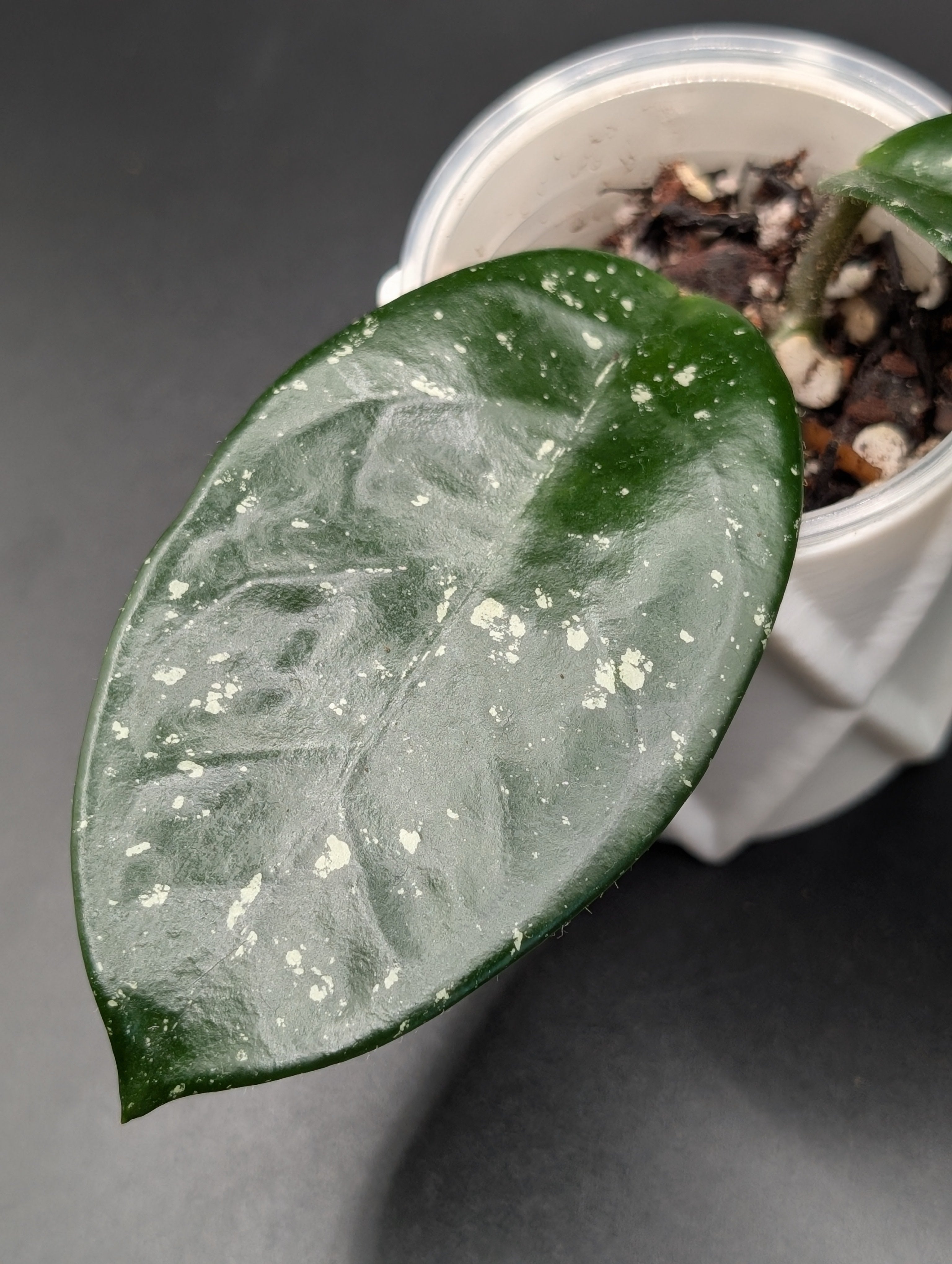 Hoya Carnosa 'Freckles'