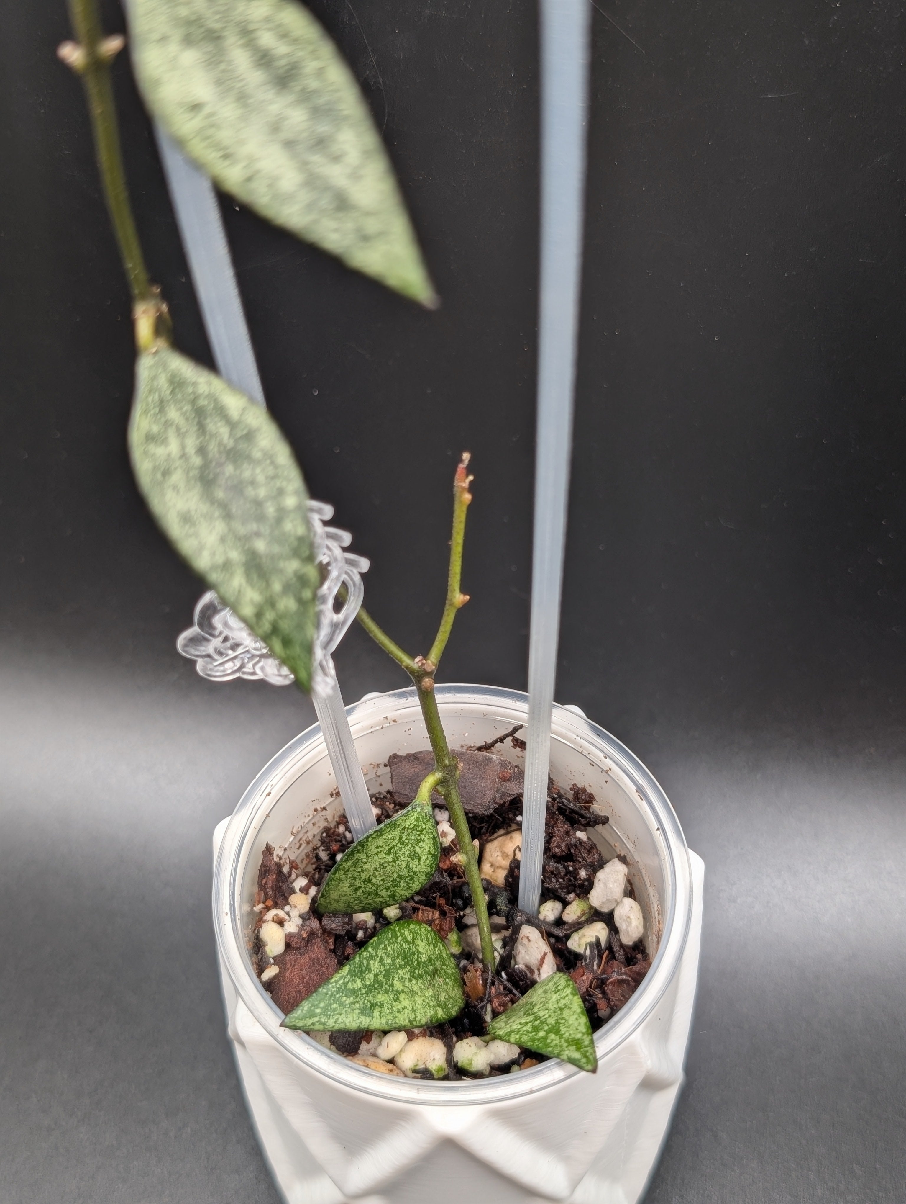 Hoya Parviflora 'Tala' (UPT 006)