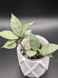Hoya Lacunosa Moonlight