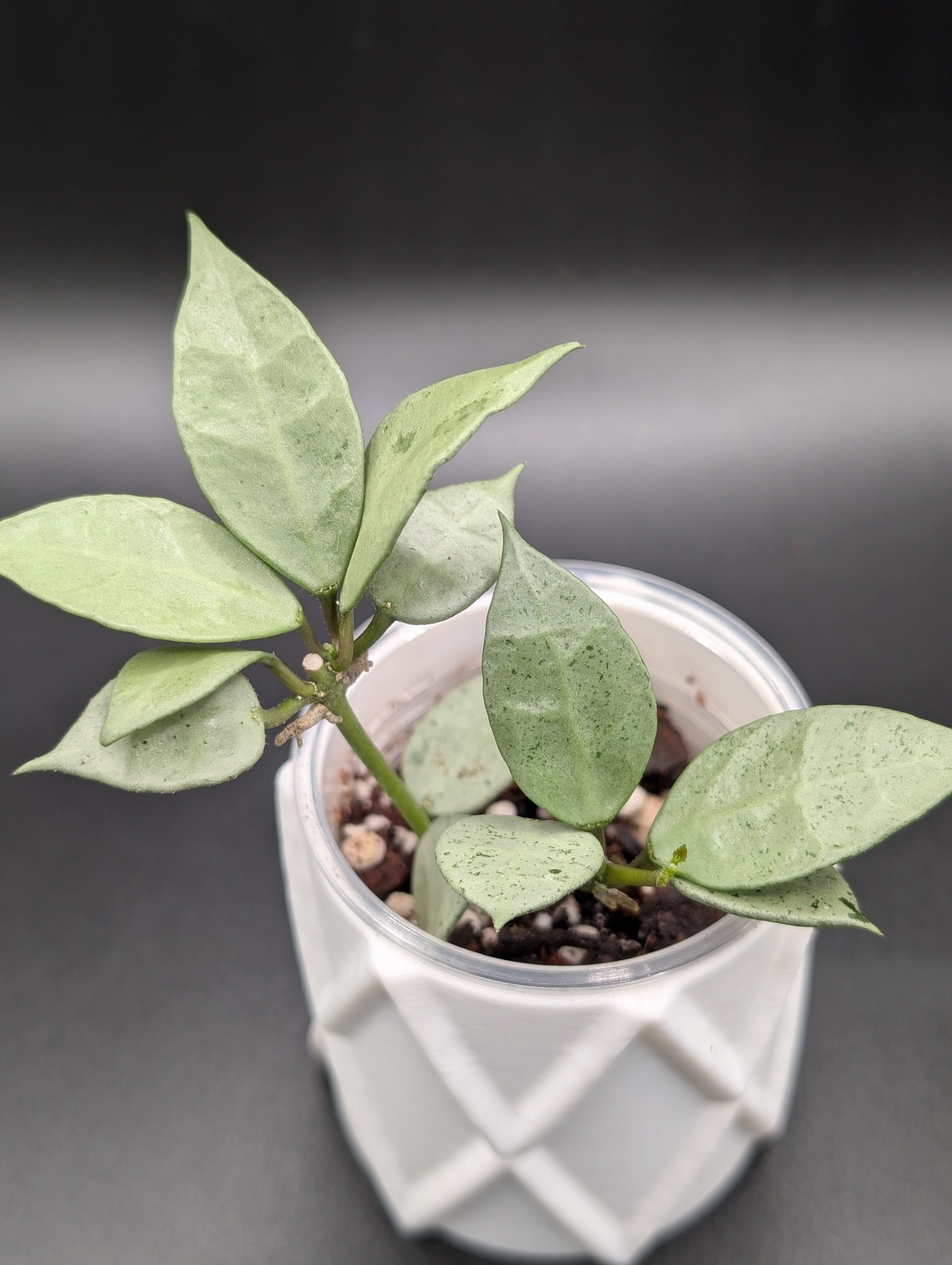 Hoya Lacunosa Moonlight