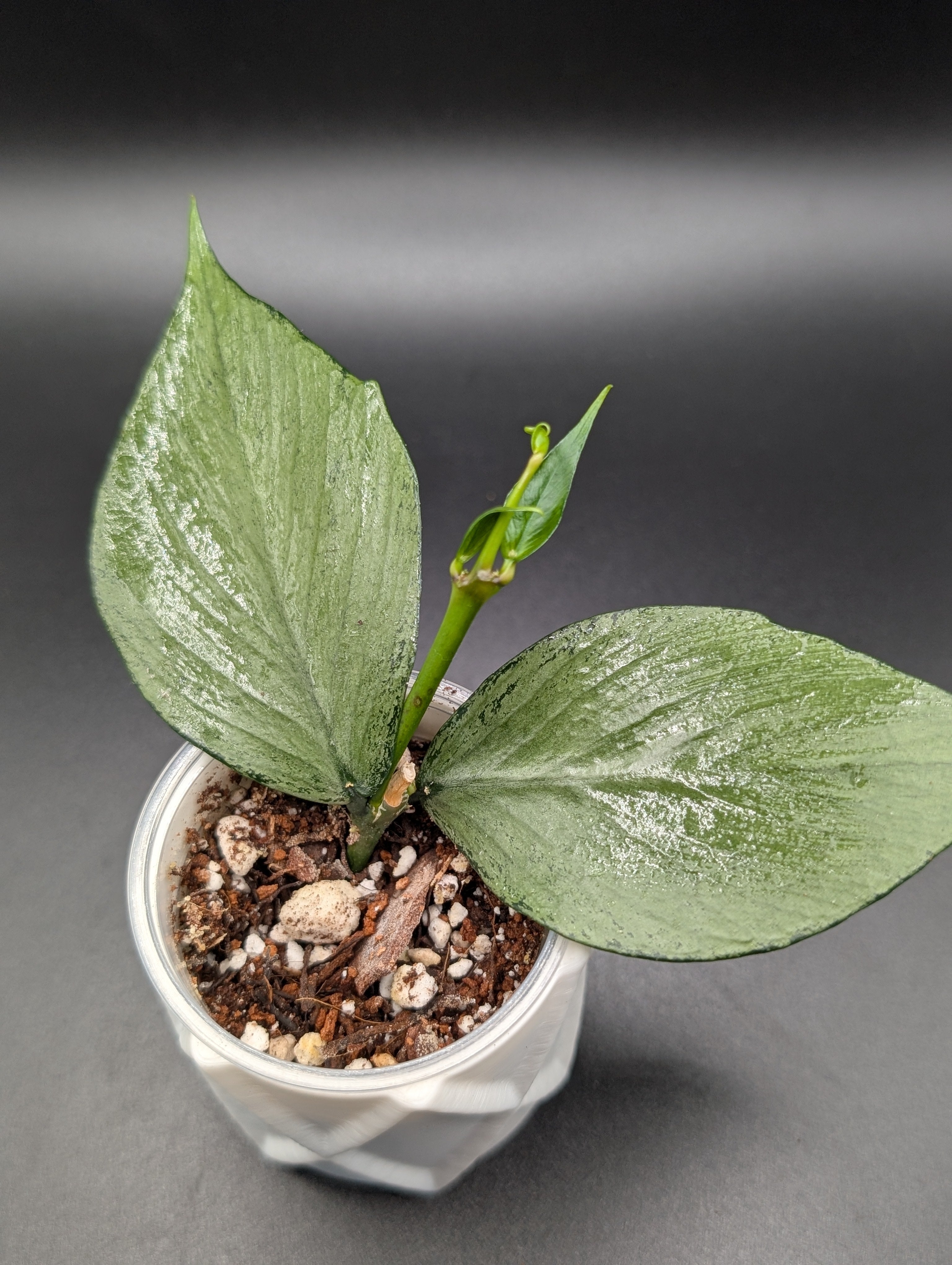 Hoya Polyneura Silver