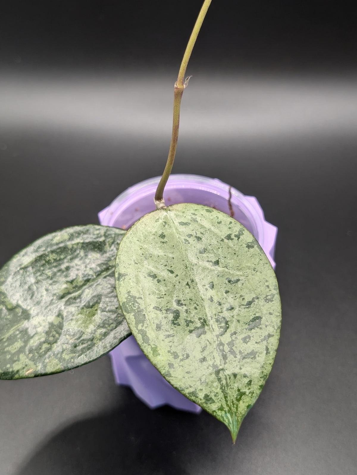 Hoya EX-01 Silver