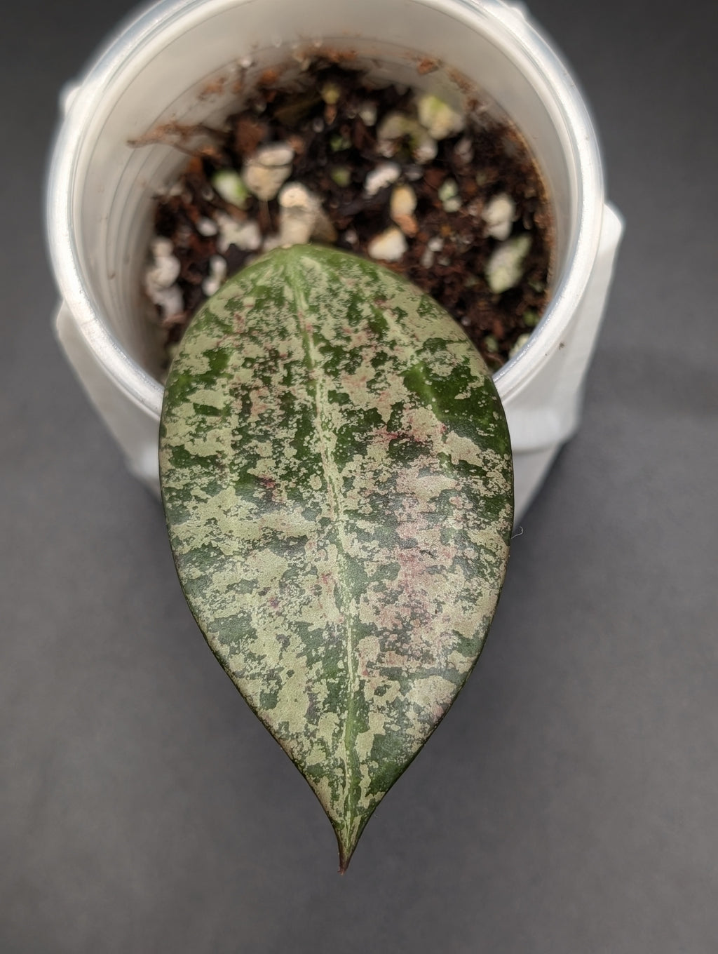 Hoya Queen Elizabeth II