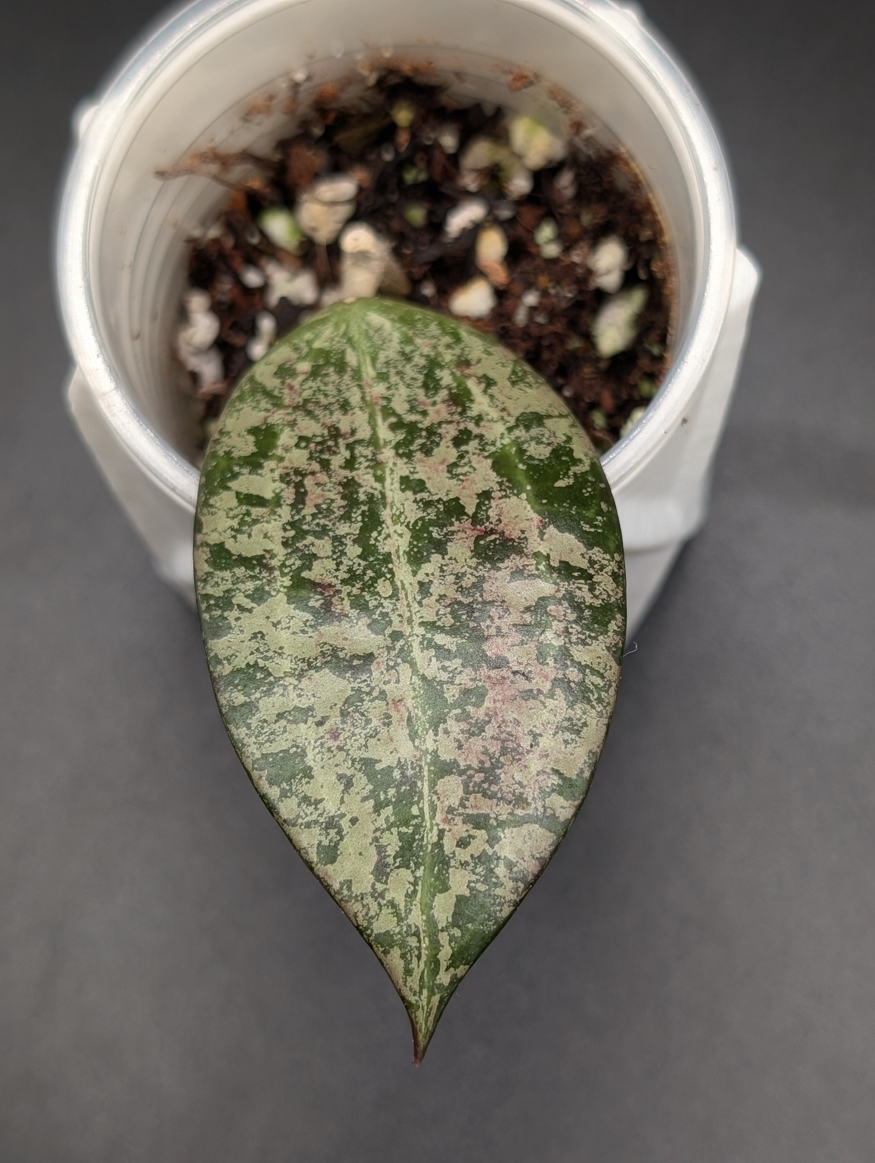 Hoya Queen Elizabeth II