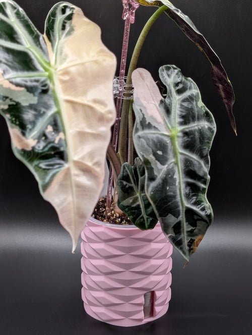'Diamonds Aren't Forever' Self-Watering Pot