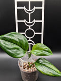 'Moon Child' Trellis