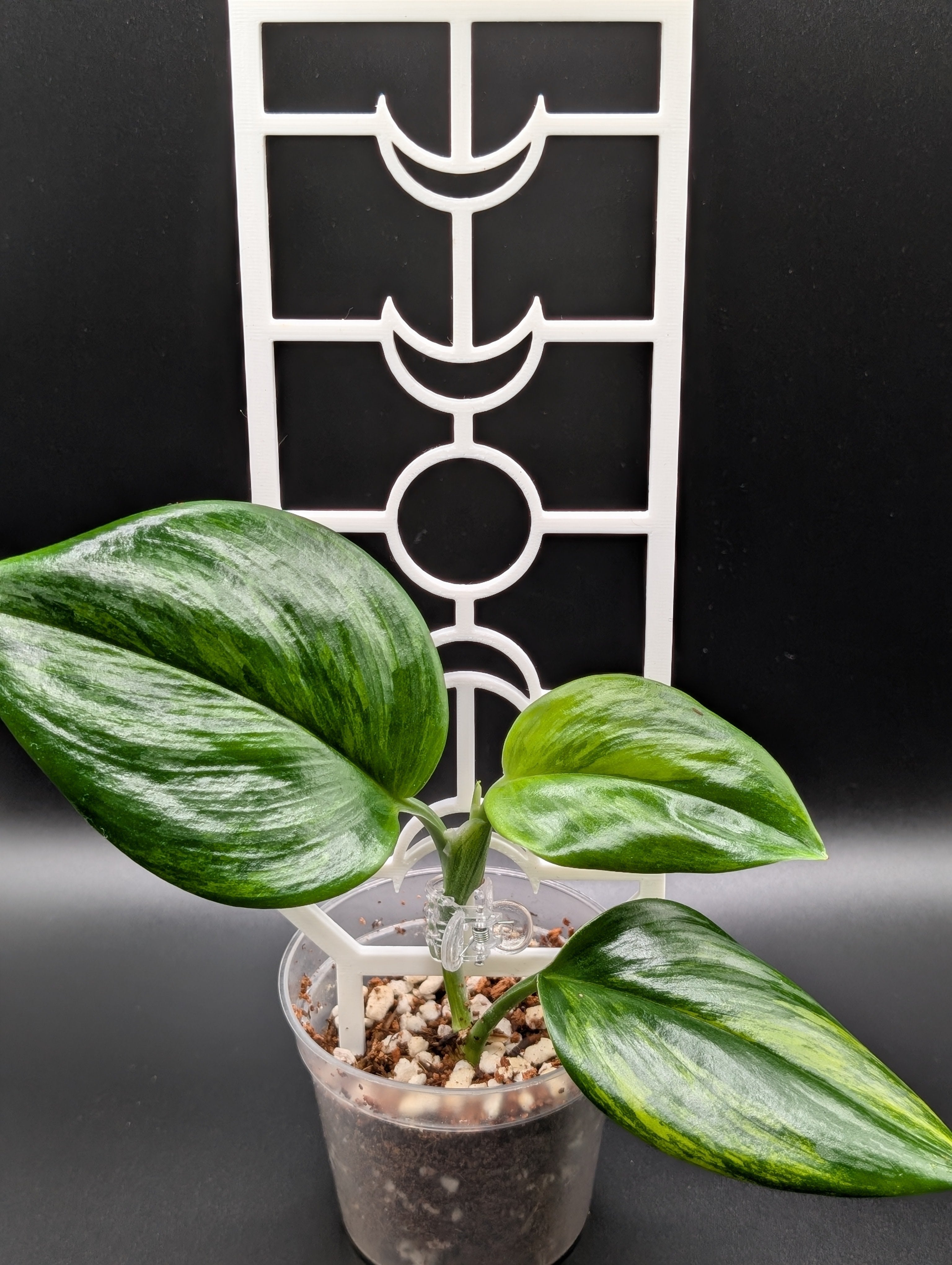 'Moon Child' Trellis