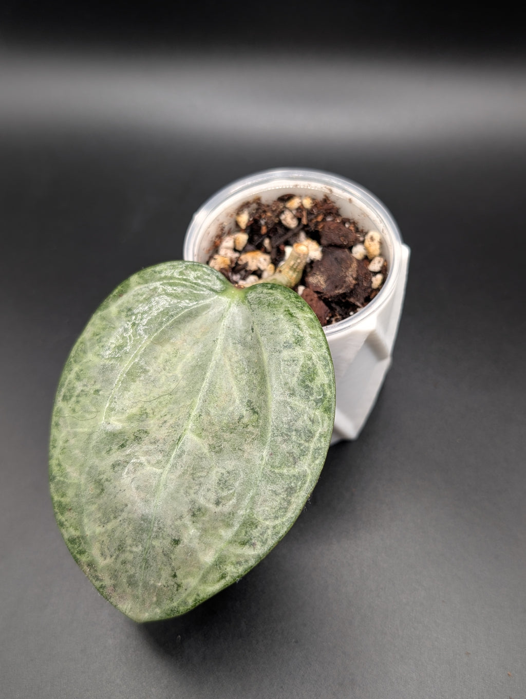 Hoya Latifolia Silver