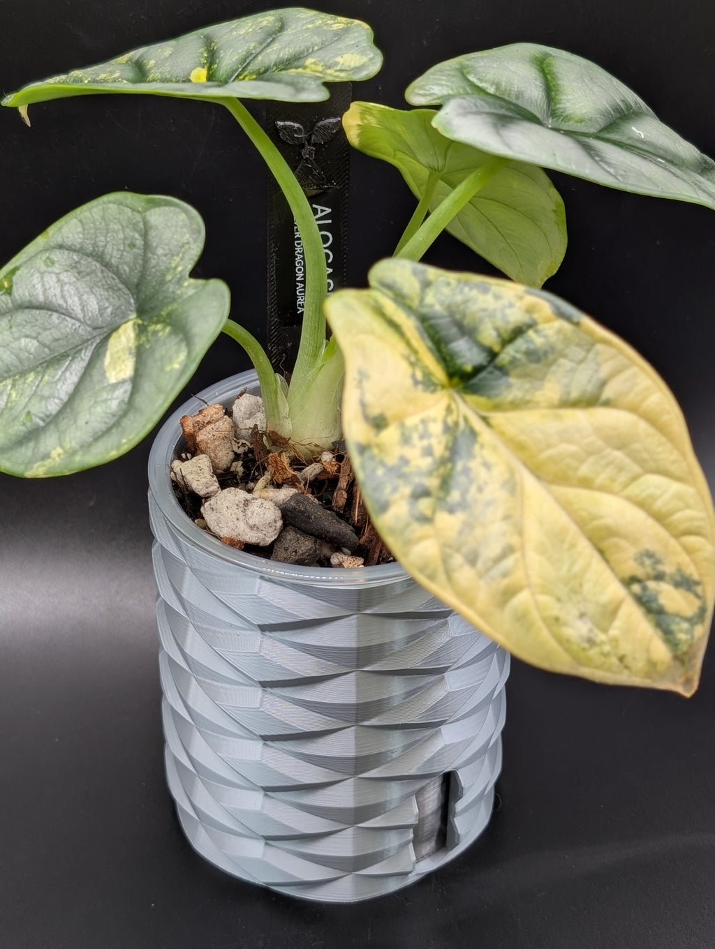'Diamonds Aren't Forever' Self-Watering Pot