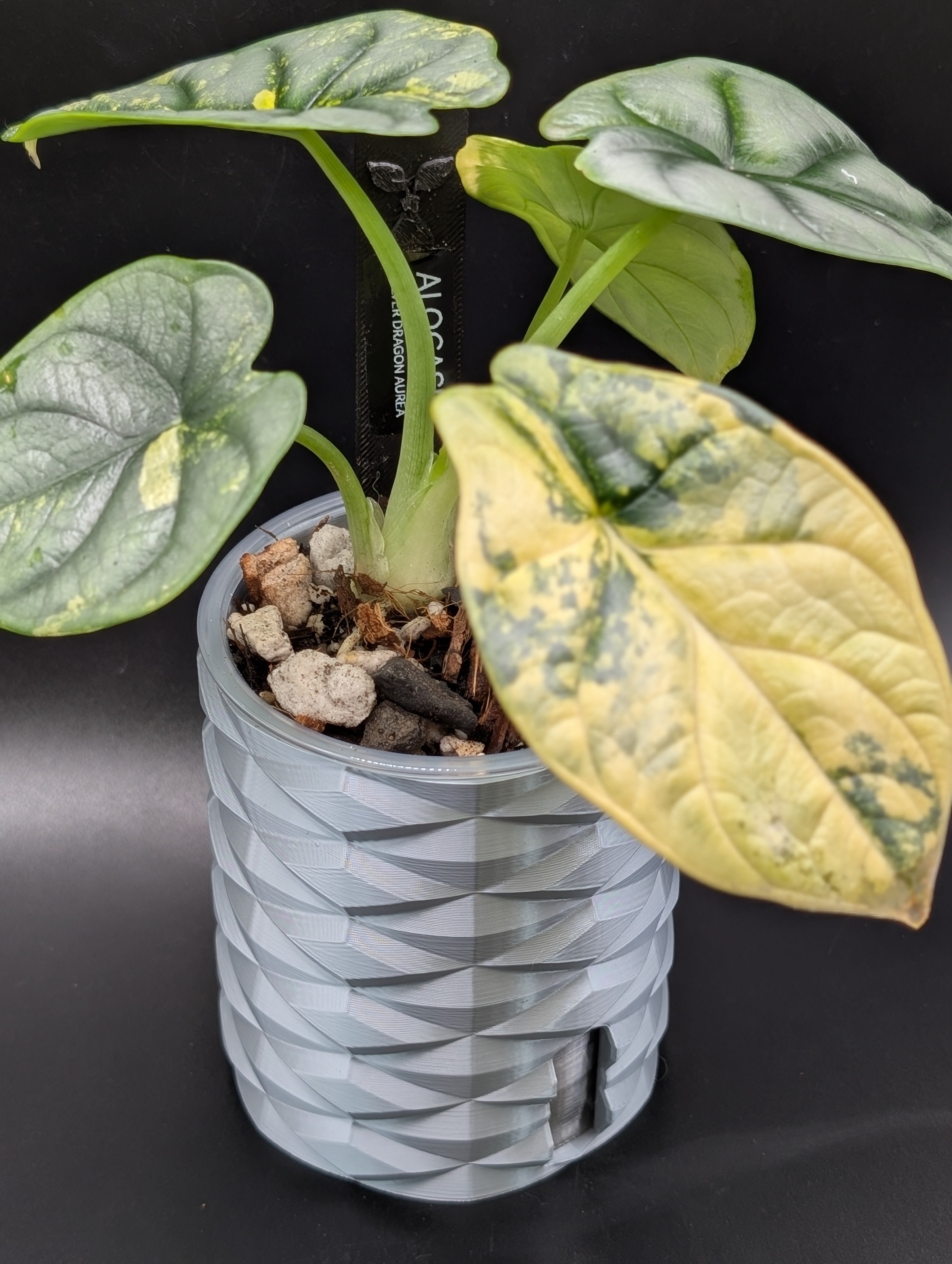 'Diamonds Aren't Forever' Self-Watering Pot