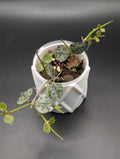 Hoya Curtisii Silver