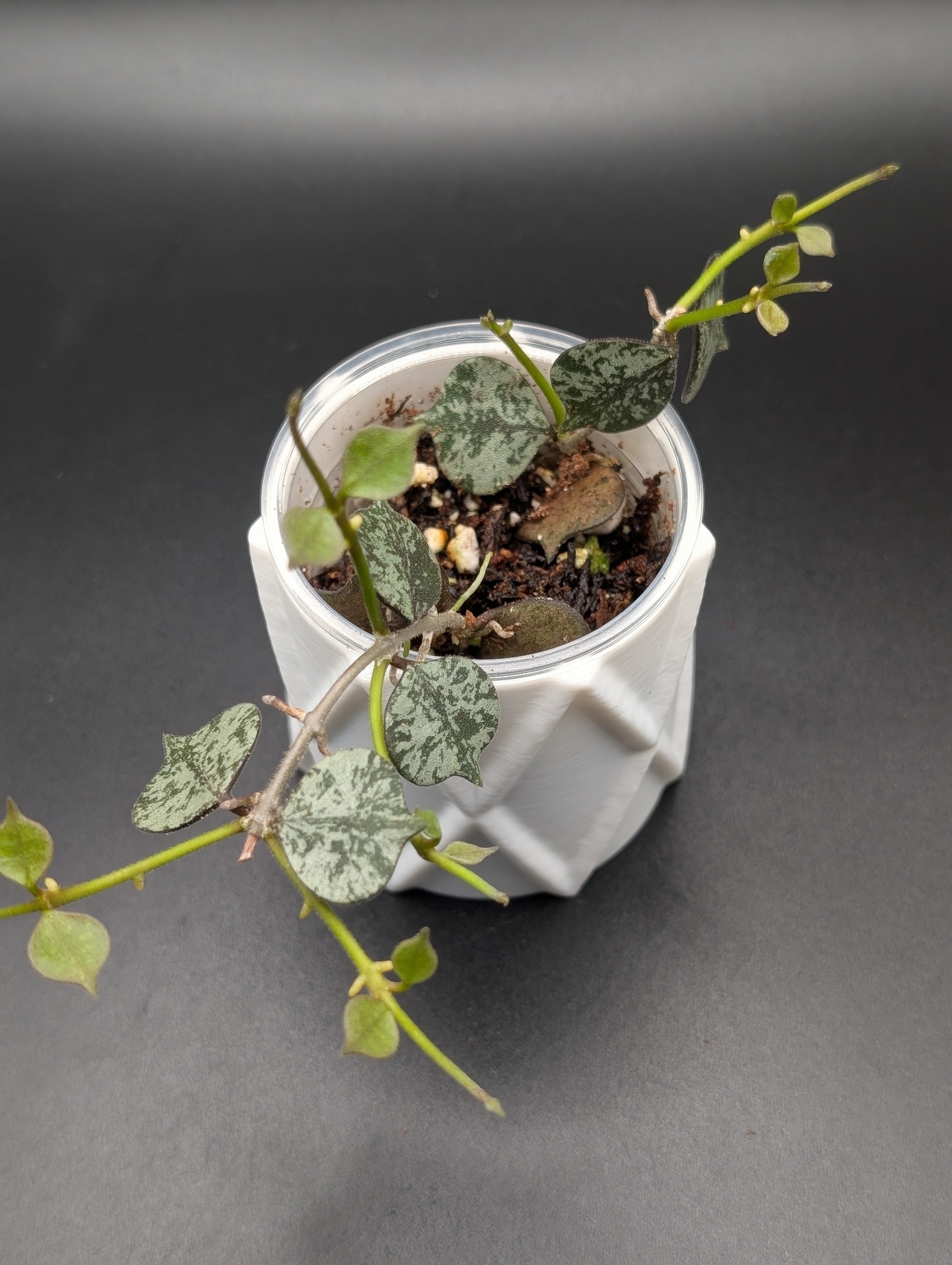 Hoya Curtisii Silver