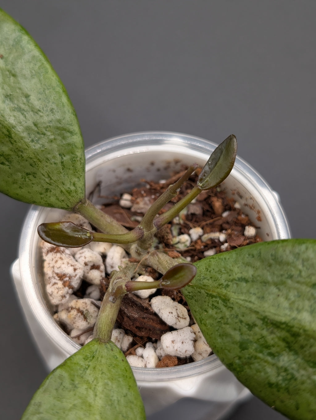 Hoya Silver Lady