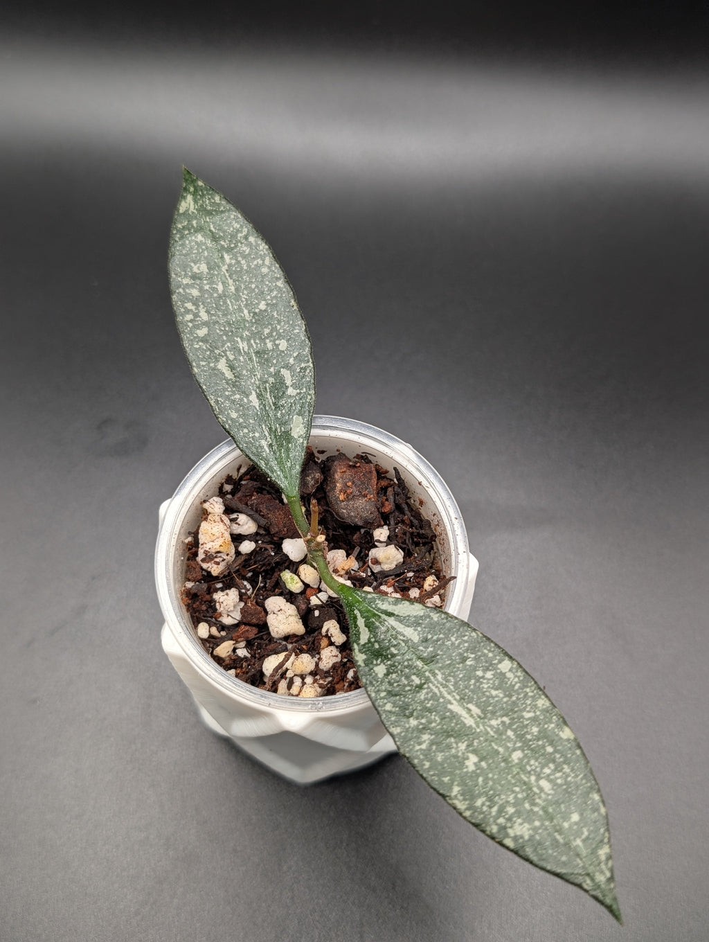 Hoya Rosita Silver
