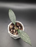 Hoya Rosita Silver