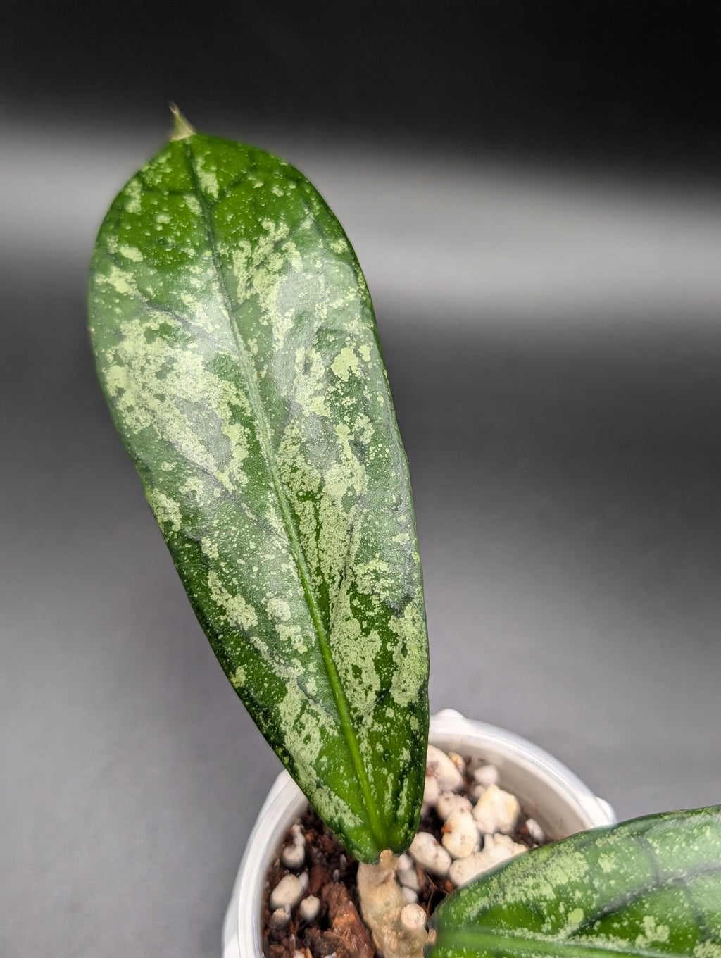 Hoya Tanggamus Splash