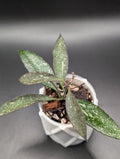 Hoya Rosita Silver