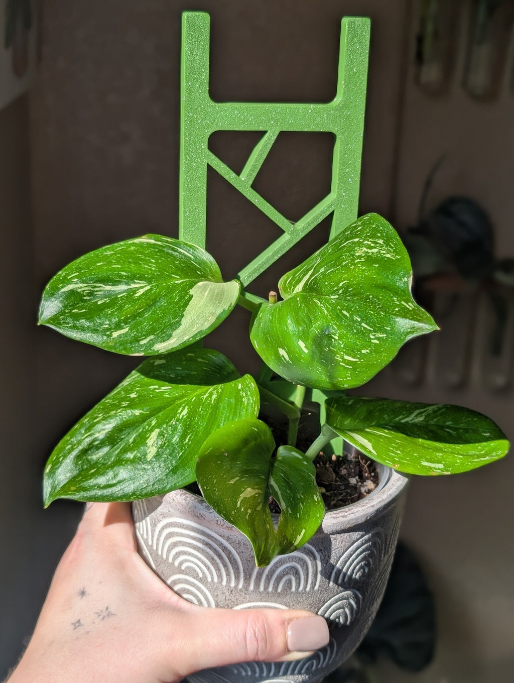 Extendable Ladder Trellis