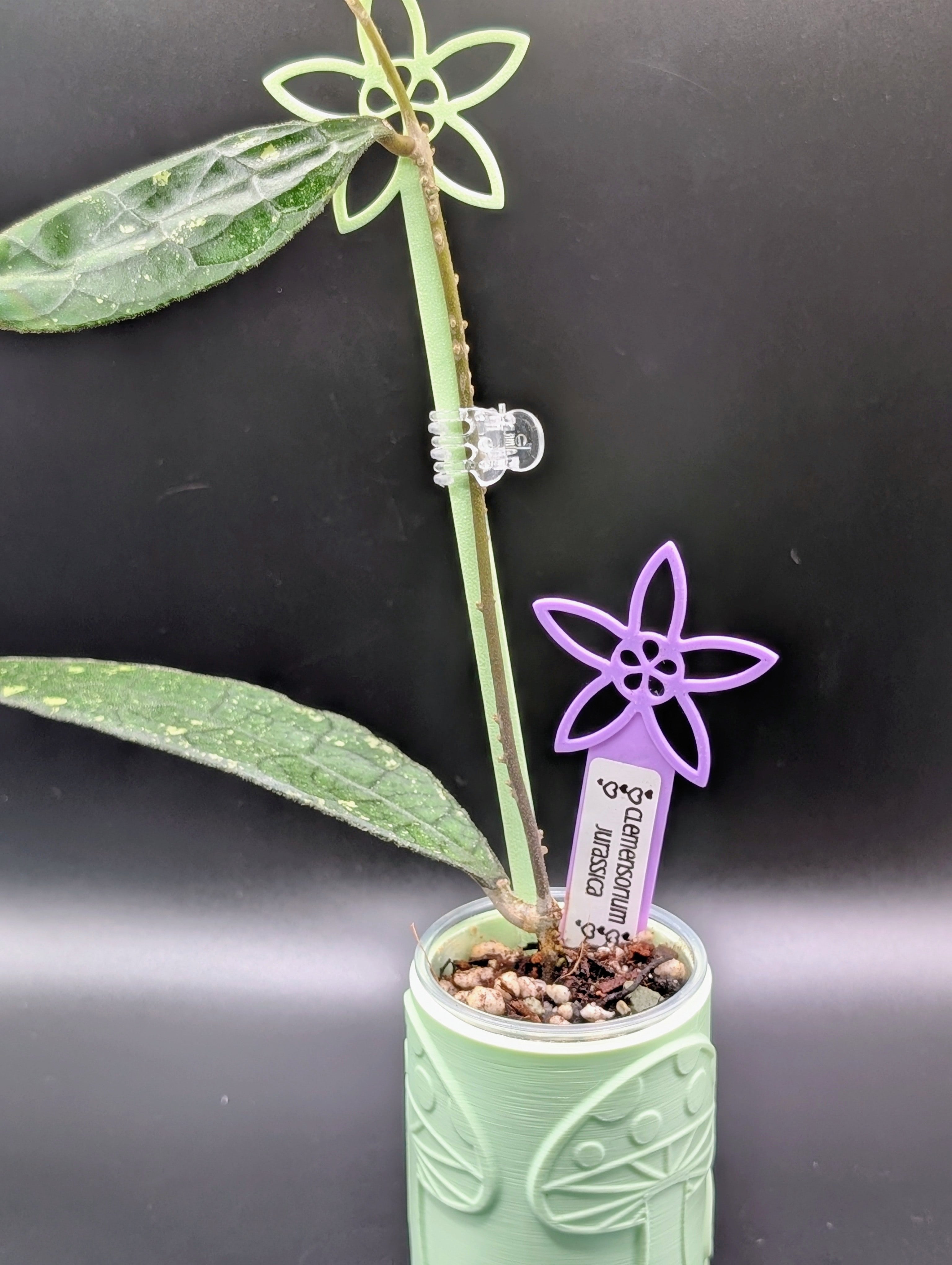 Hoya Bloom Plant Stakes
