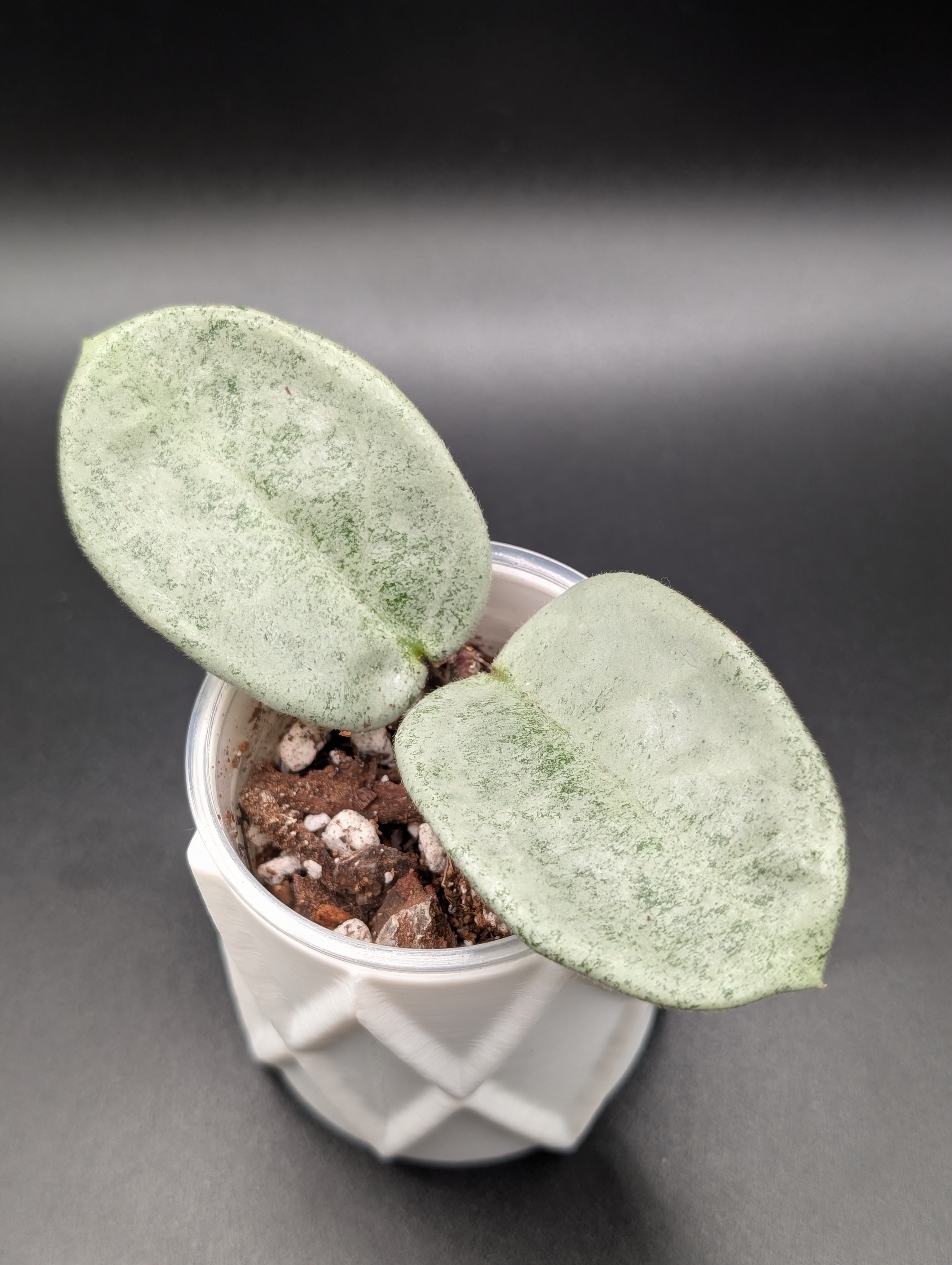 Hoya Argentea Princess (Revert)?