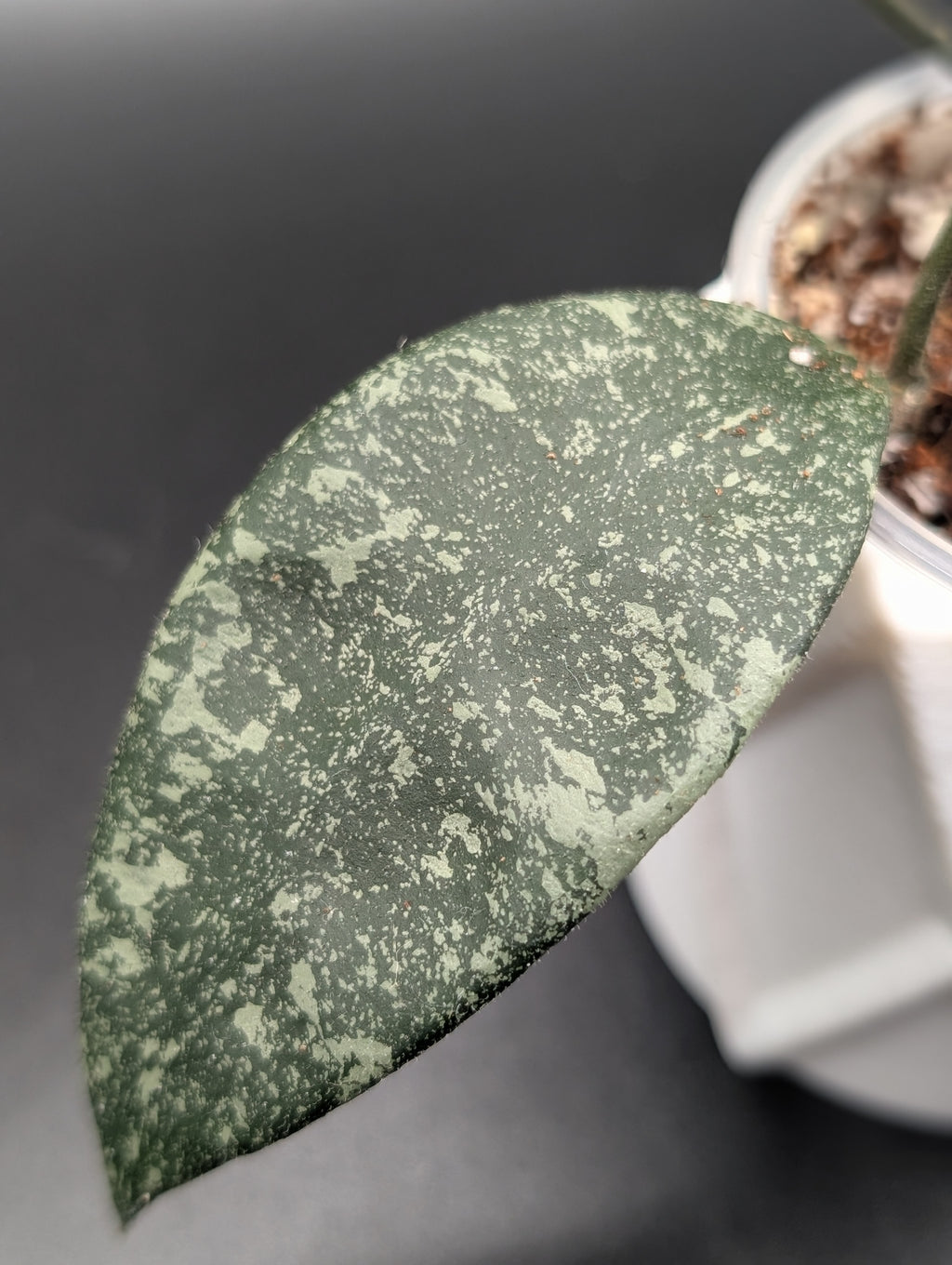 Hoya Micrantha Splash