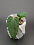 Anthurium Pap Voldemort x RL (selfed)