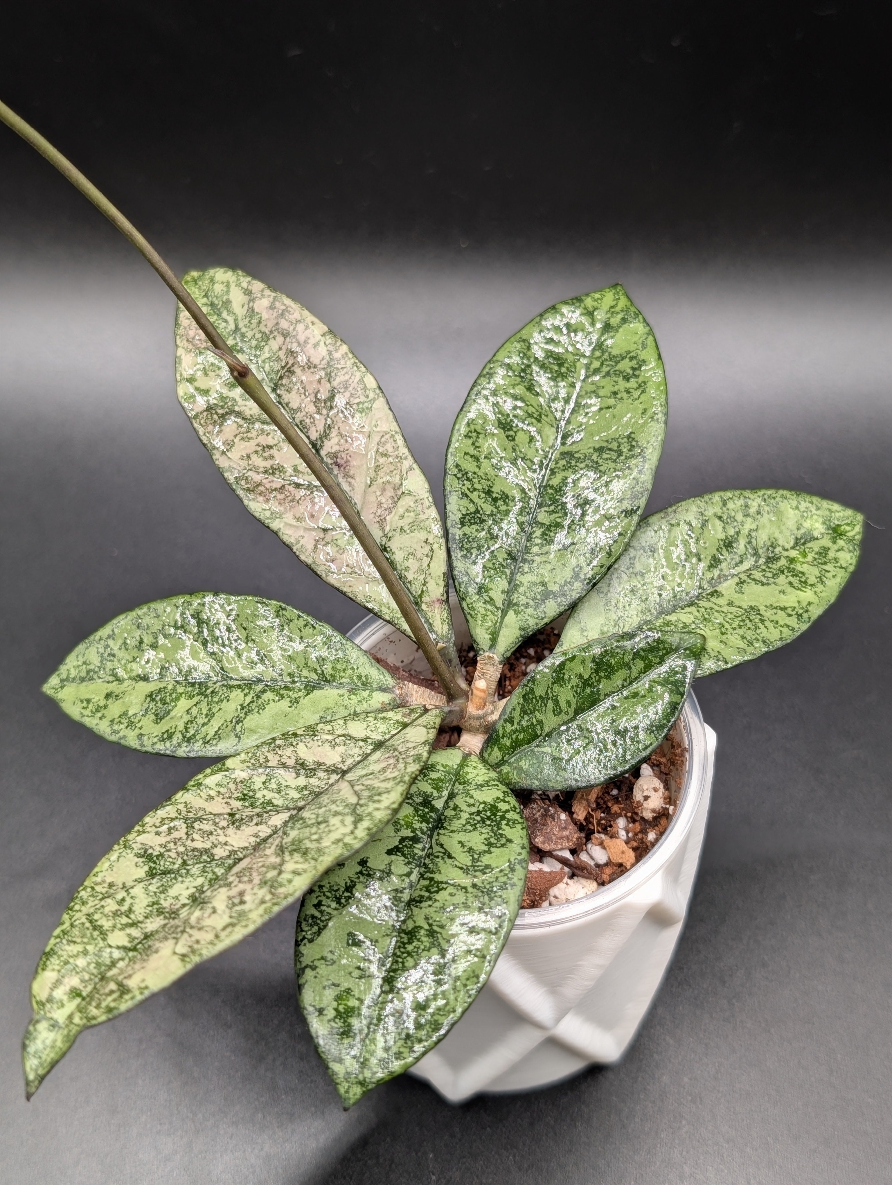 Hoya Crassipetiolata Silver