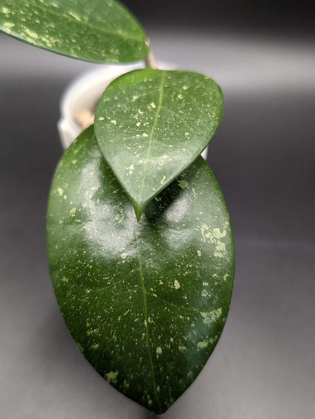 Hoya sp. Vietnam (splash) AH-001