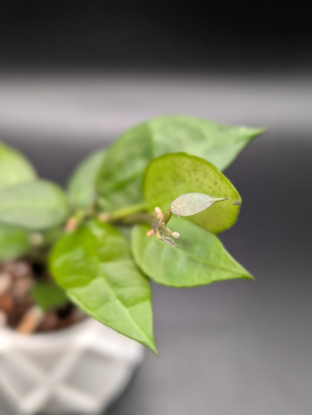 Hoya Lacunosa x Sunrise (UPT 007)