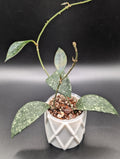 Hoya Micrantha Splash