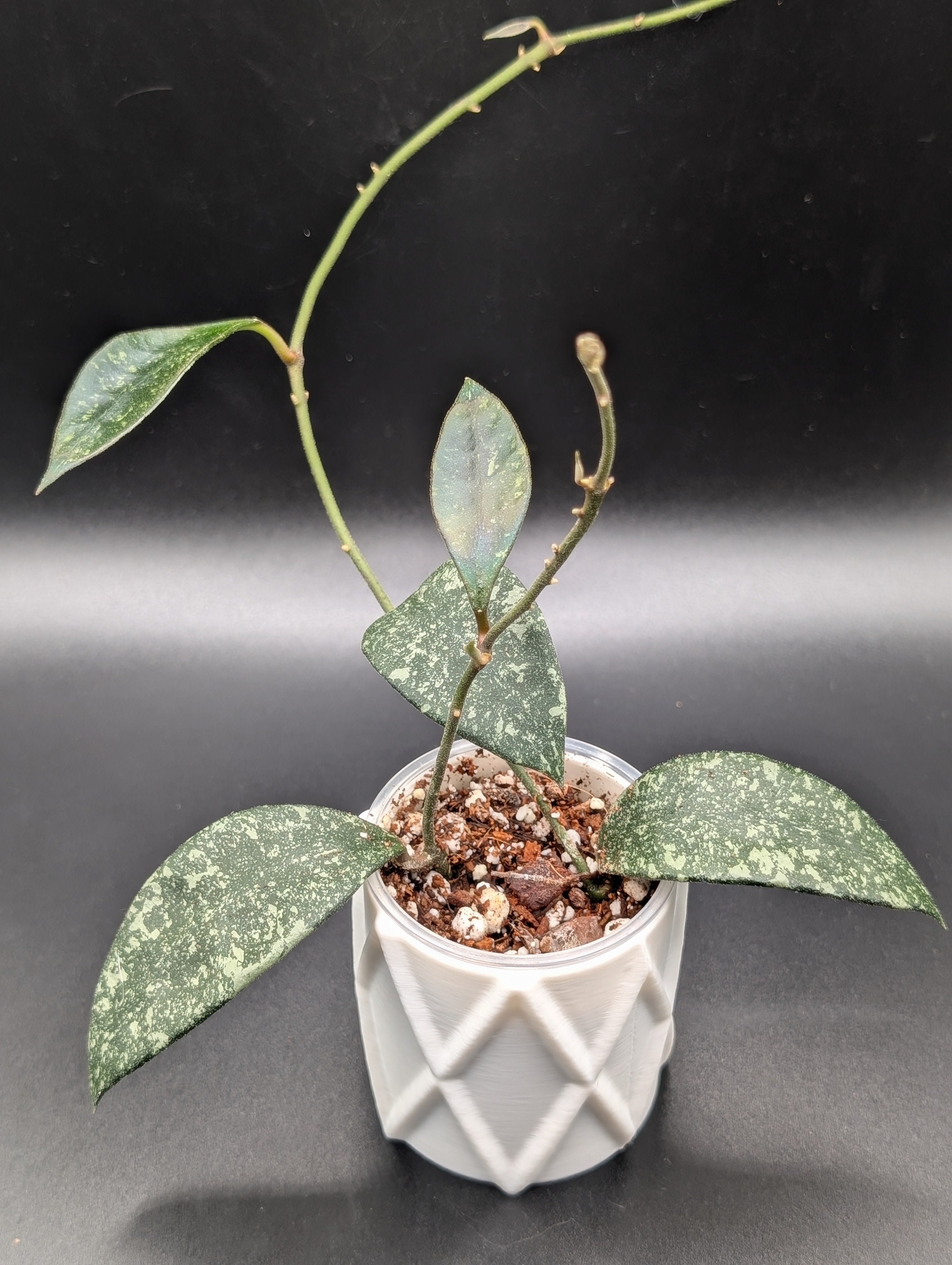 Hoya Micrantha Splash