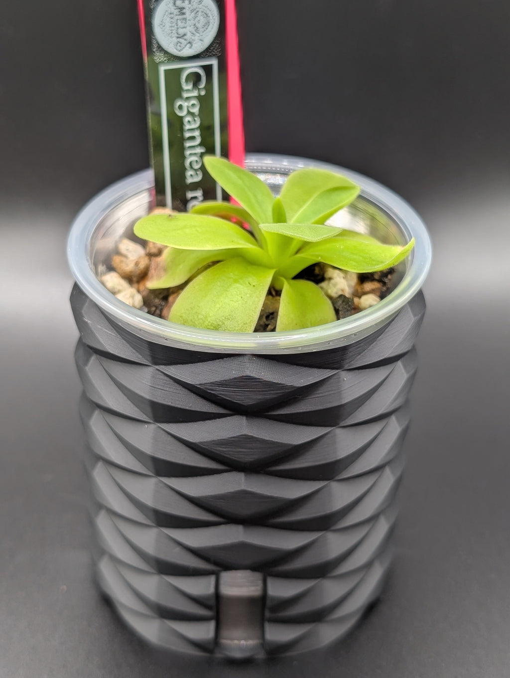 'Diamonds Aren't Forever' Self-Watering Pot