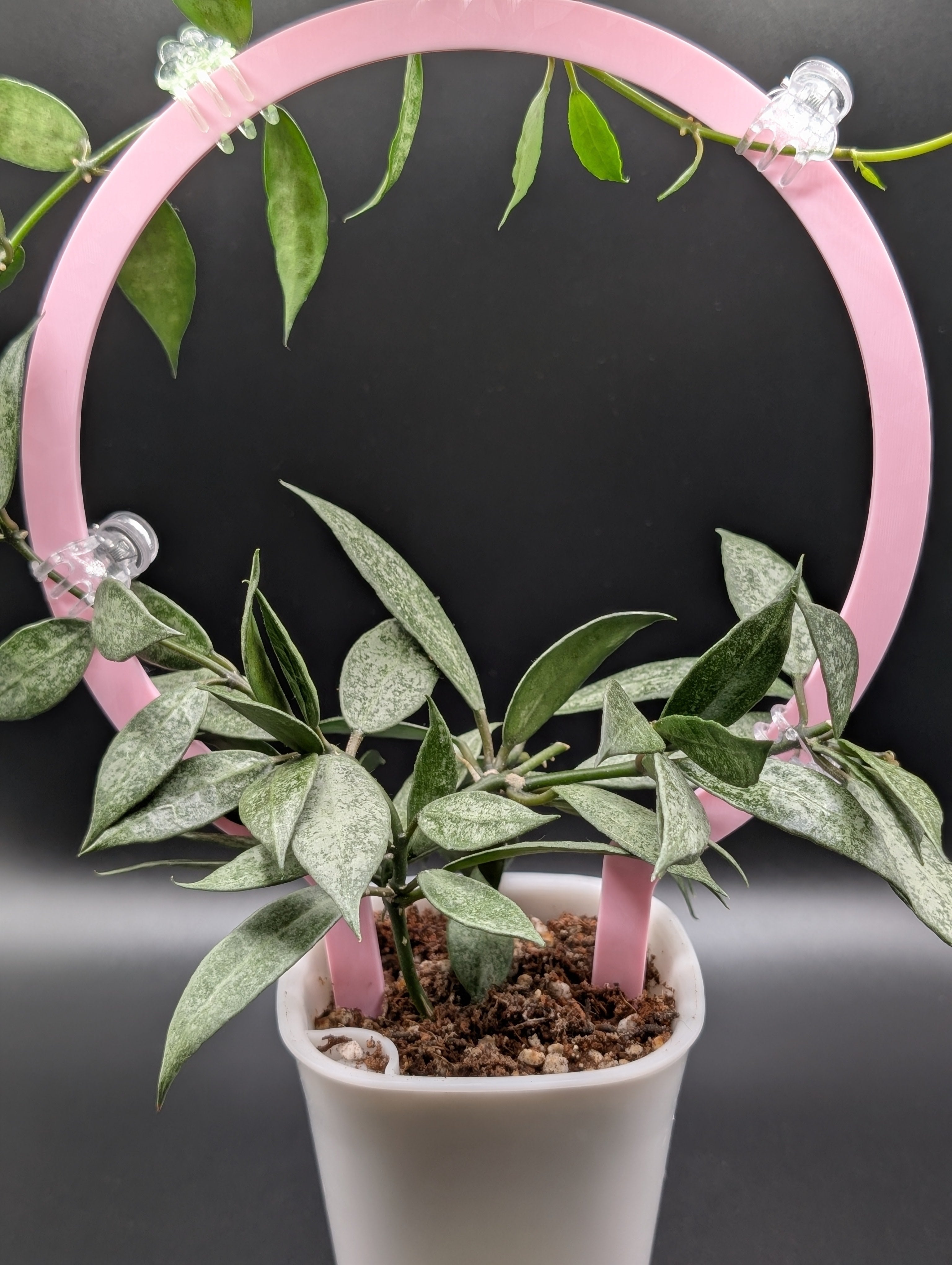 Circle Trellis