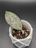 Hoya Queen Elizabeth II